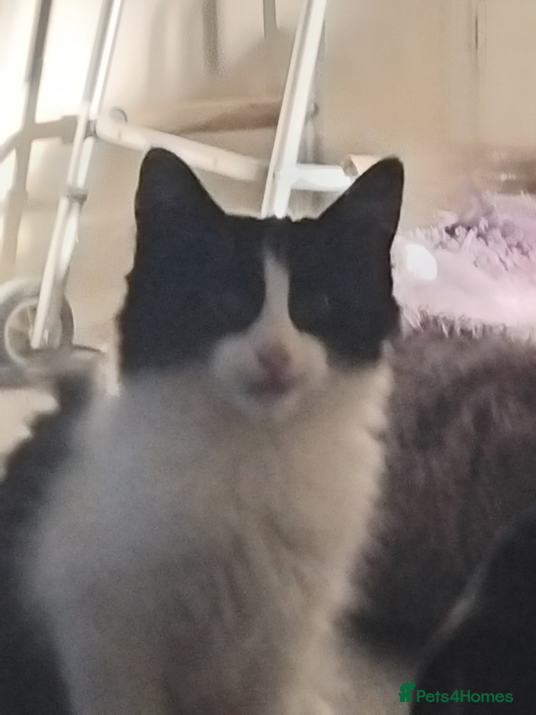 British Longhair cats for sale: Big boy - Image 5