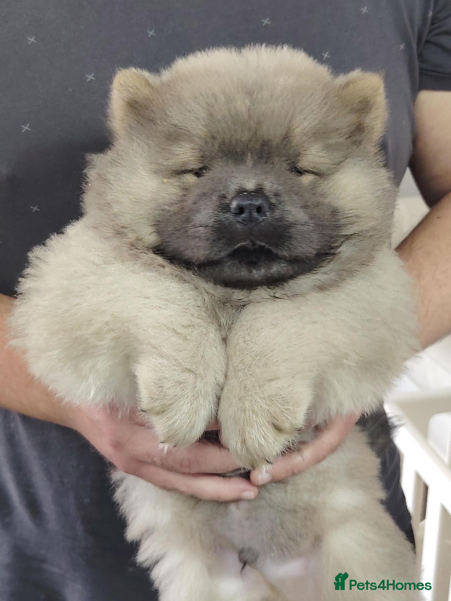 Chow Chow dogs 🐻❤️ Only 2 beautiful Chow Chow puppies left! ❤️🐻 - Advert 10