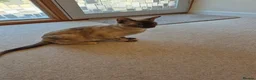 Burmese cats for sale: Gorgeous Chocolate Tortie Adult Female Burmese - Advert 8