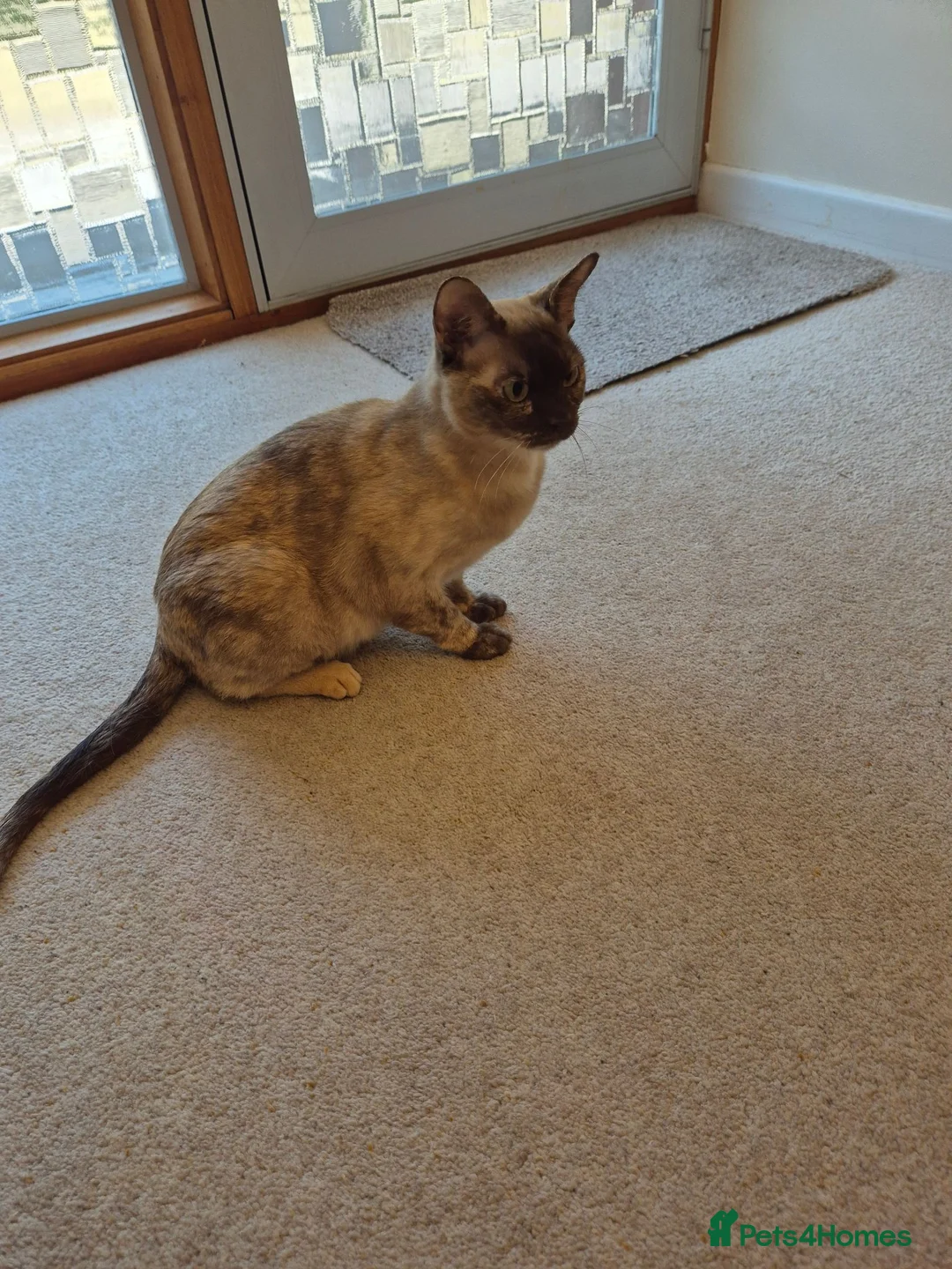 Burmese cats for sale: Gorgeous Chocolate Tortie Adult Female Burmese - Advert 8