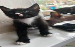 Mixed Breed cats for sale: Mixed breed kittens for sale  - Image 4