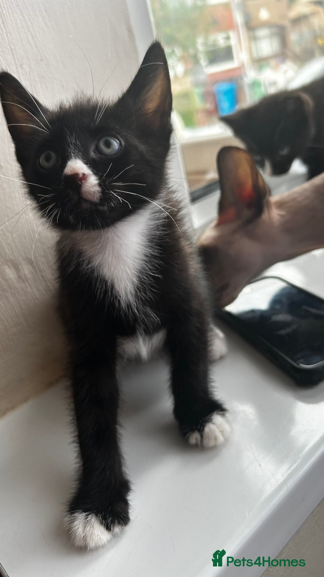 Mixed Breed cats for sale: Mixed breed kittens for sale  - Image 4