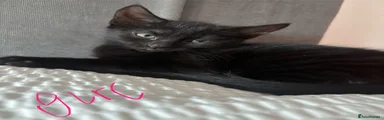 Mixed Breed Kitten 3