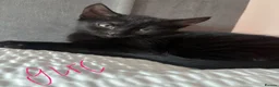 Mixed Breed cats for sale: 🐾 Beautiful Kittens Looking for Forever Homes 🐾 - Advert 9