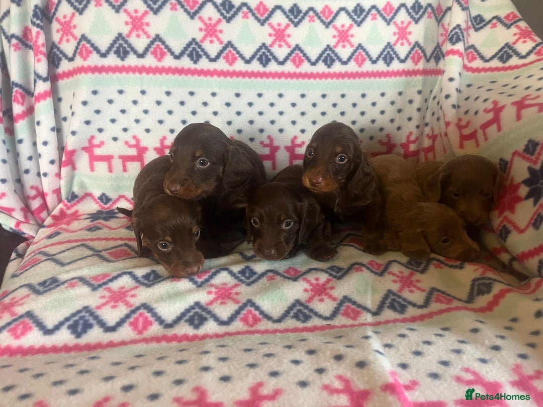 Miniature Dachshund dogs for sale: Miniature dachshund puppies  - Advert 8