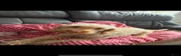 Cockapoo dogs for sale: Cockapoo puppies for sale  - Advert 9