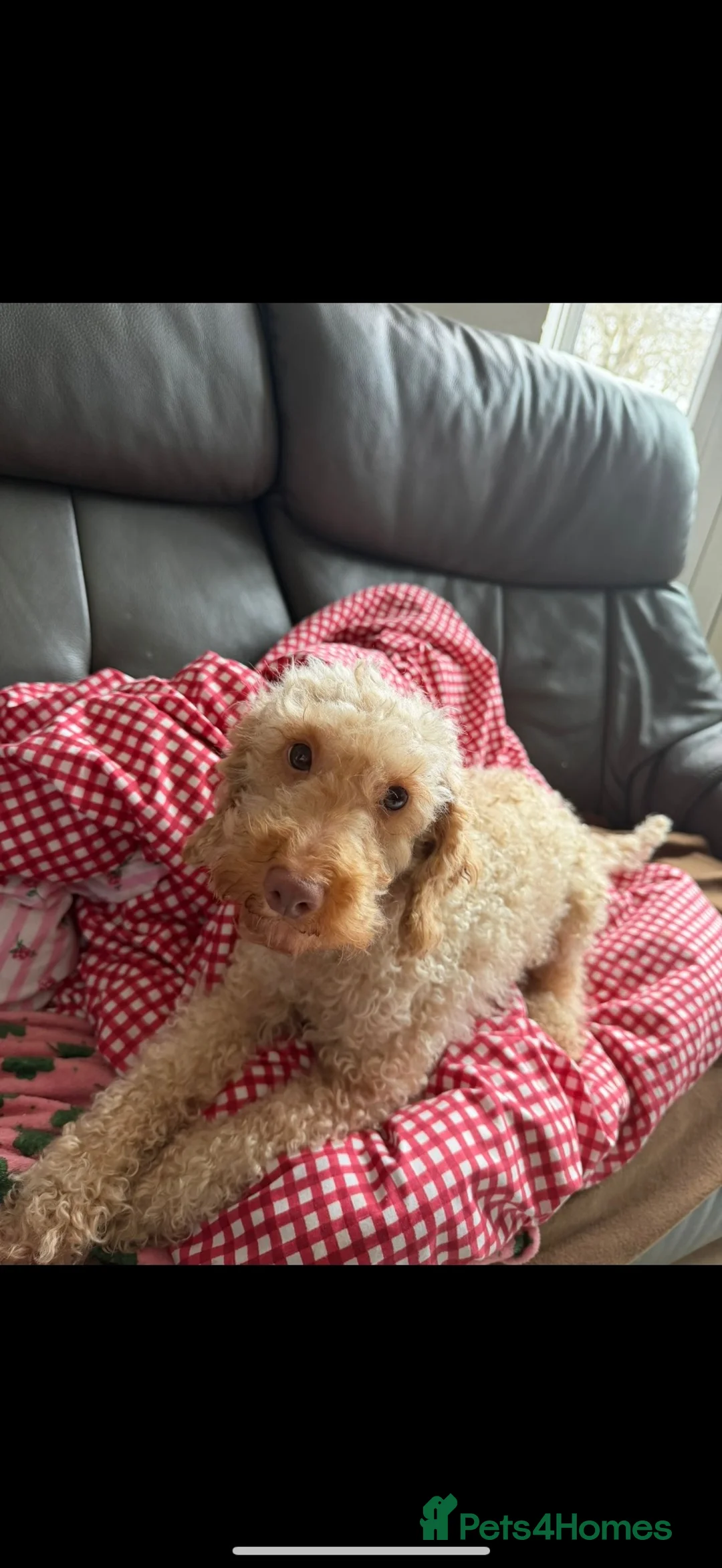 Cockapoo dogs for sale: Cockapoo puppies for sale  - Advert 9