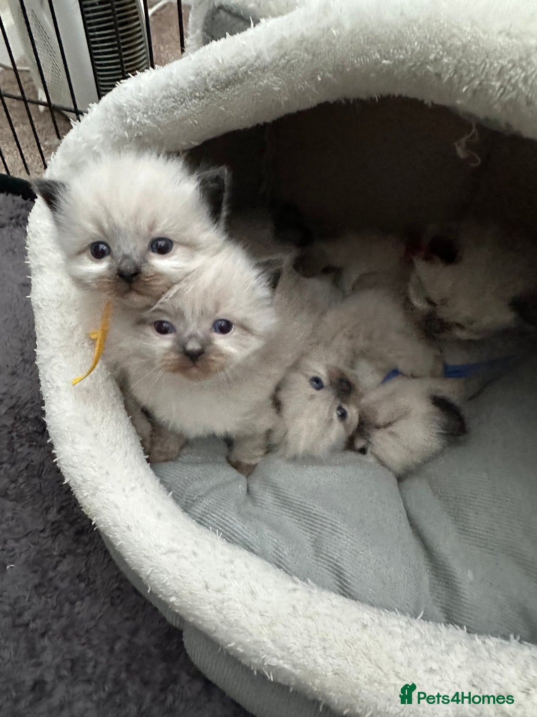 Ragdoll cats for sale: 3 stunning chunky ragdoll girls  - Advert 7