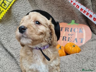 Cockapoo dogs - Advert 28