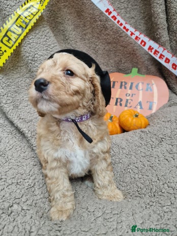 Cockapoo dogs - Advert 1