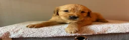 Golden Retriever dogs for sale: READY NOW Fox Red, KC, Health Tested Pups - Advert 23