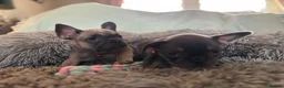 French Bulldog dogs for sale: Meet Our Gorgeous Frenchie Babies! - Advert 19