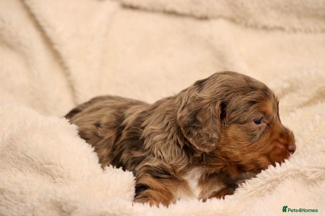 Cockapoo dogs for sale: Cockapoo puppies  - Advert 3