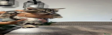 Bengal 2