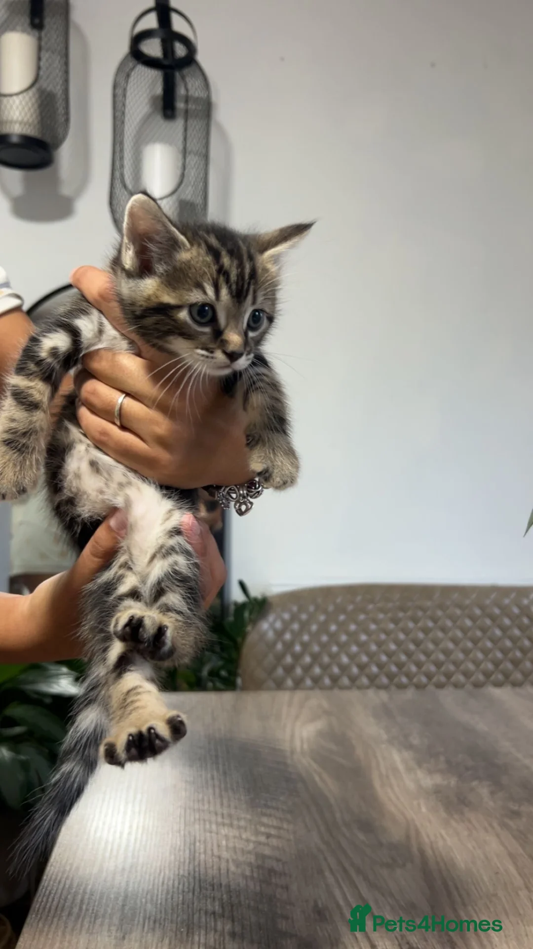 Bengal cats for sale: Half bengal kittens  in Bristol - Advert 2