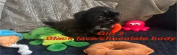Shih Tzu dogs for sale: 6 beautiful shih tzu puppies for sale  - Advert 12
