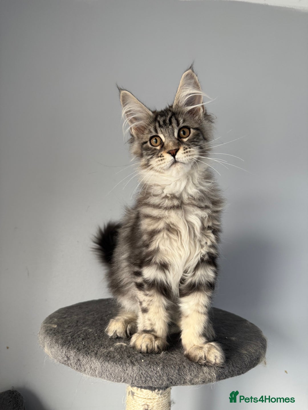 Maine Coon cats for sale: XL Russian Cubs 💛 - Advert 9