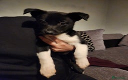 Border Collie dogs for sale: Border collie puppies - Advert 7