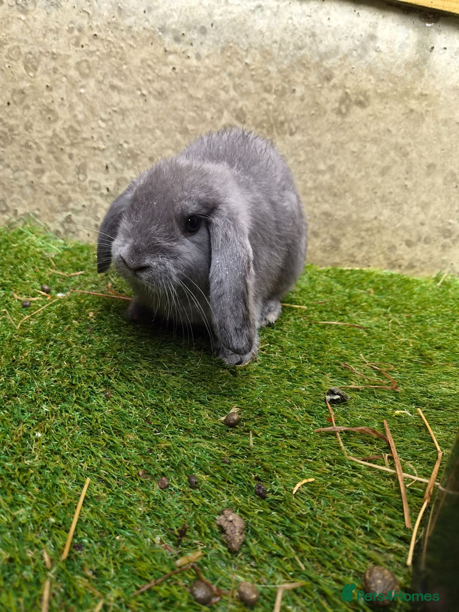 Mini Lop rabbits Gorgeous Pure Bred Mini Lops - Advert 2