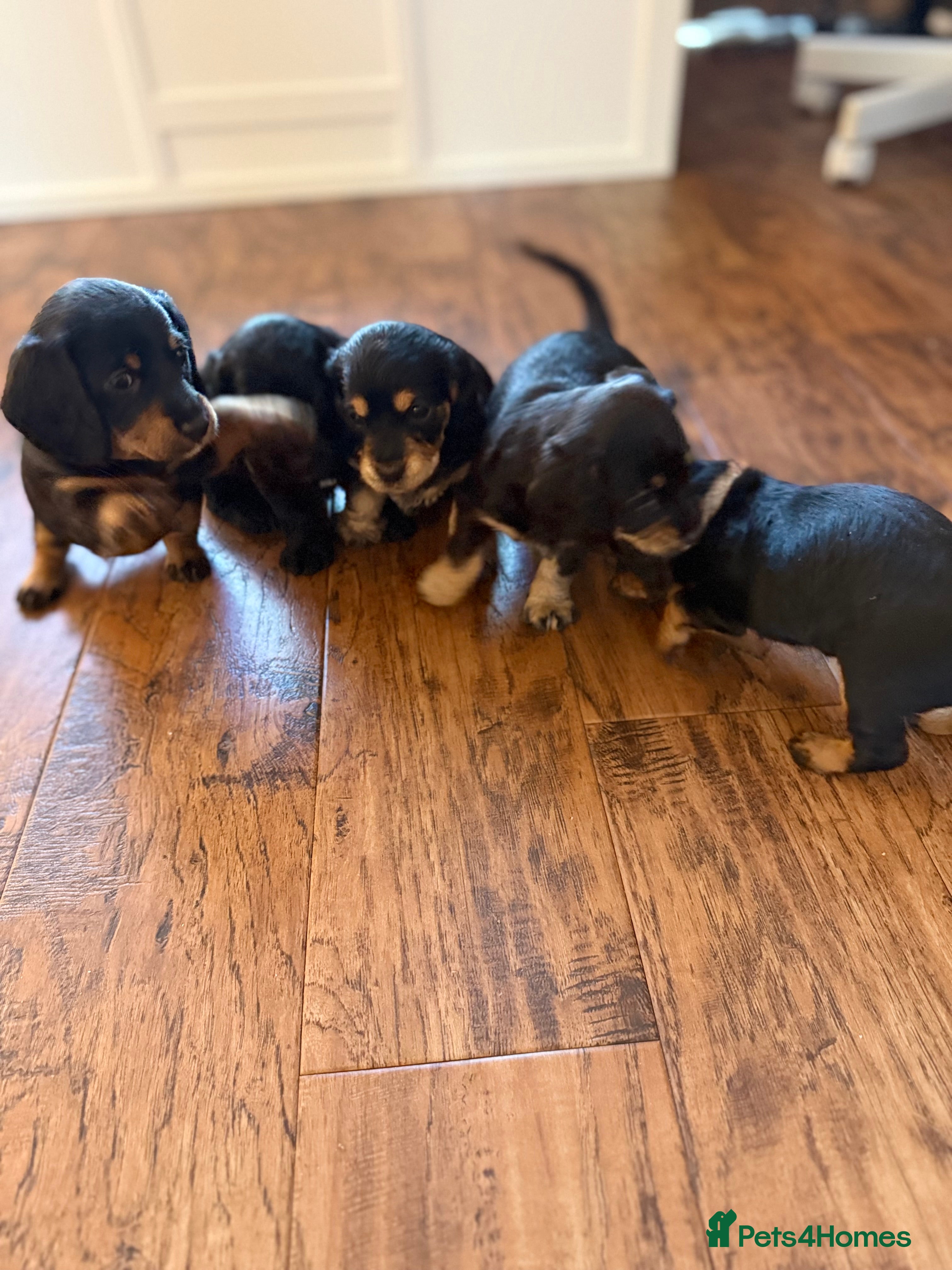 Mixed Breed dogs Doxiepoos - Advert 1