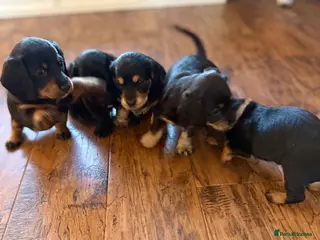 Mixed Breed dogs Doxiepoos - Advert 1