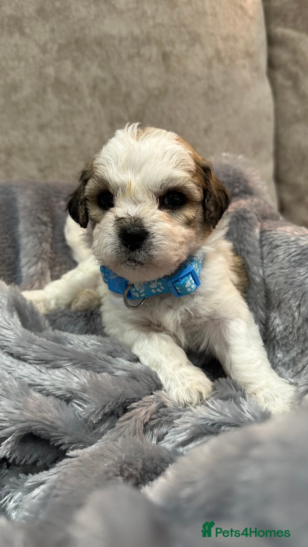 Mixed Breed dogs for sale: La Chon Puppies!  - Image 3