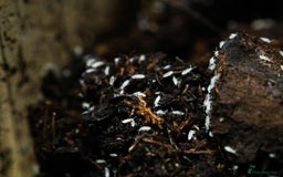 Mixed Breed invertebrates for sale: SpringTails - Image 2