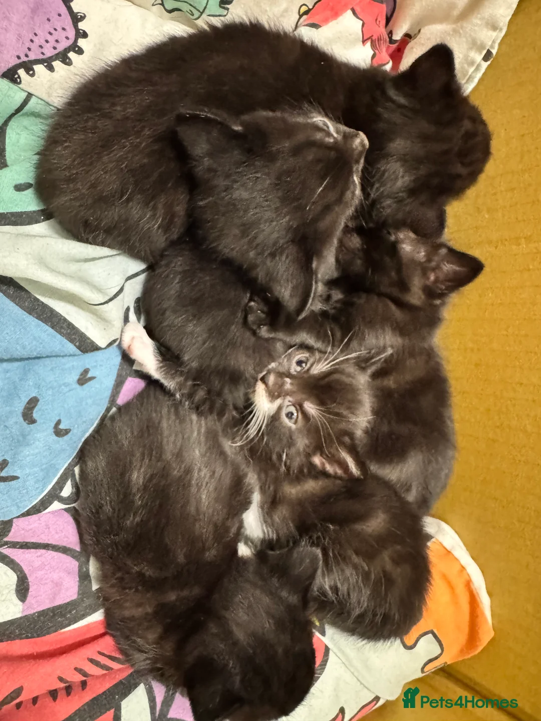 Domestic Shorthair cats for sale: Kittens  - Advert 7