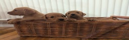 Labrador Retriever dogs for sale: Fox red Labradors  - Advert 7