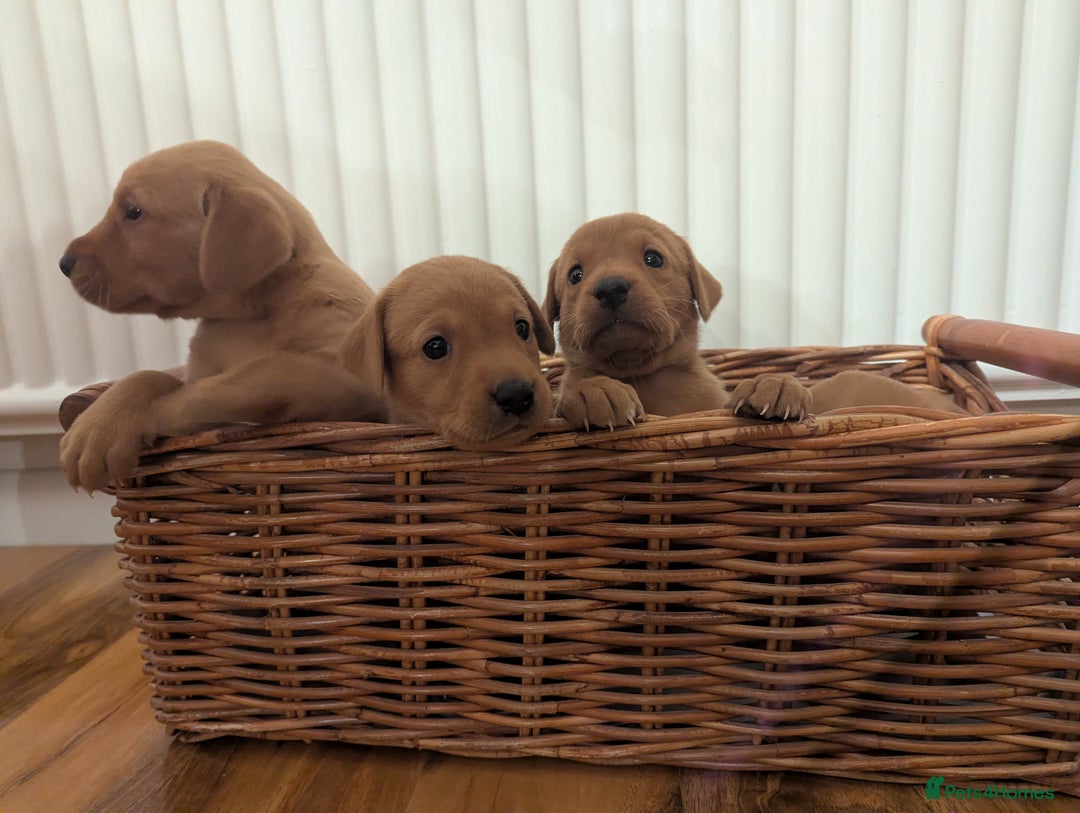 Labrador Retriever dogs for sale: Fox red Labradors  - Advert 7