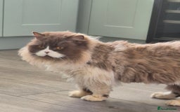British Longhair cats for sale: Stunning GCCF Reg Male (Russian Imported parents)  - Image 5