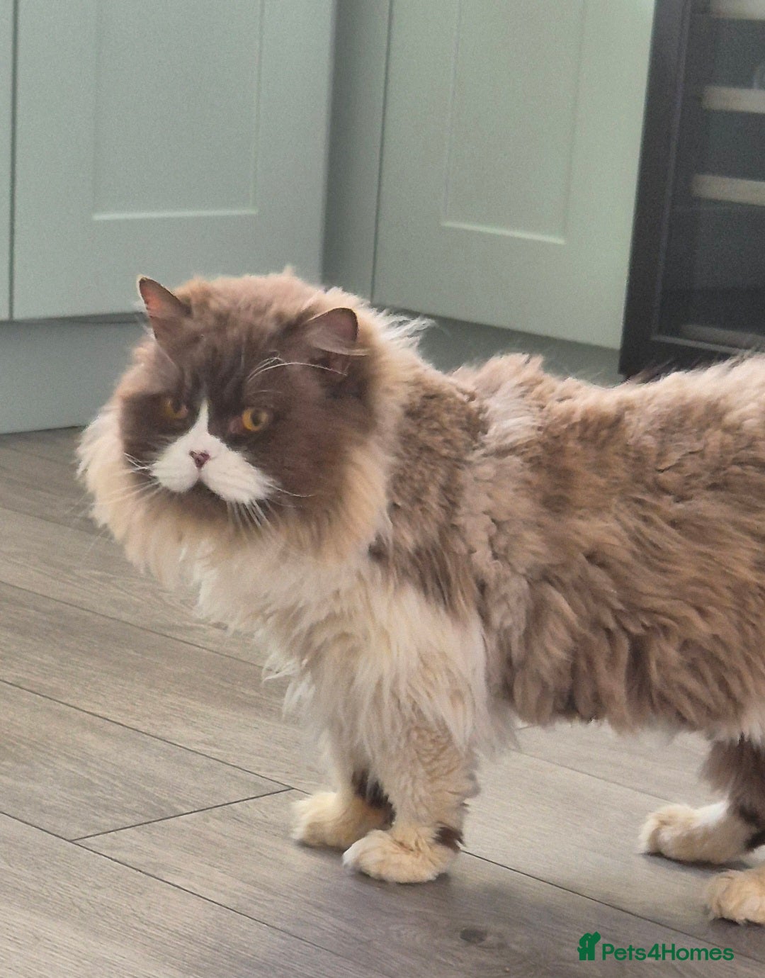 British Longhair cats for sale: Stunning GCCF Reg Male (Russian Imported parents)  - Image 5