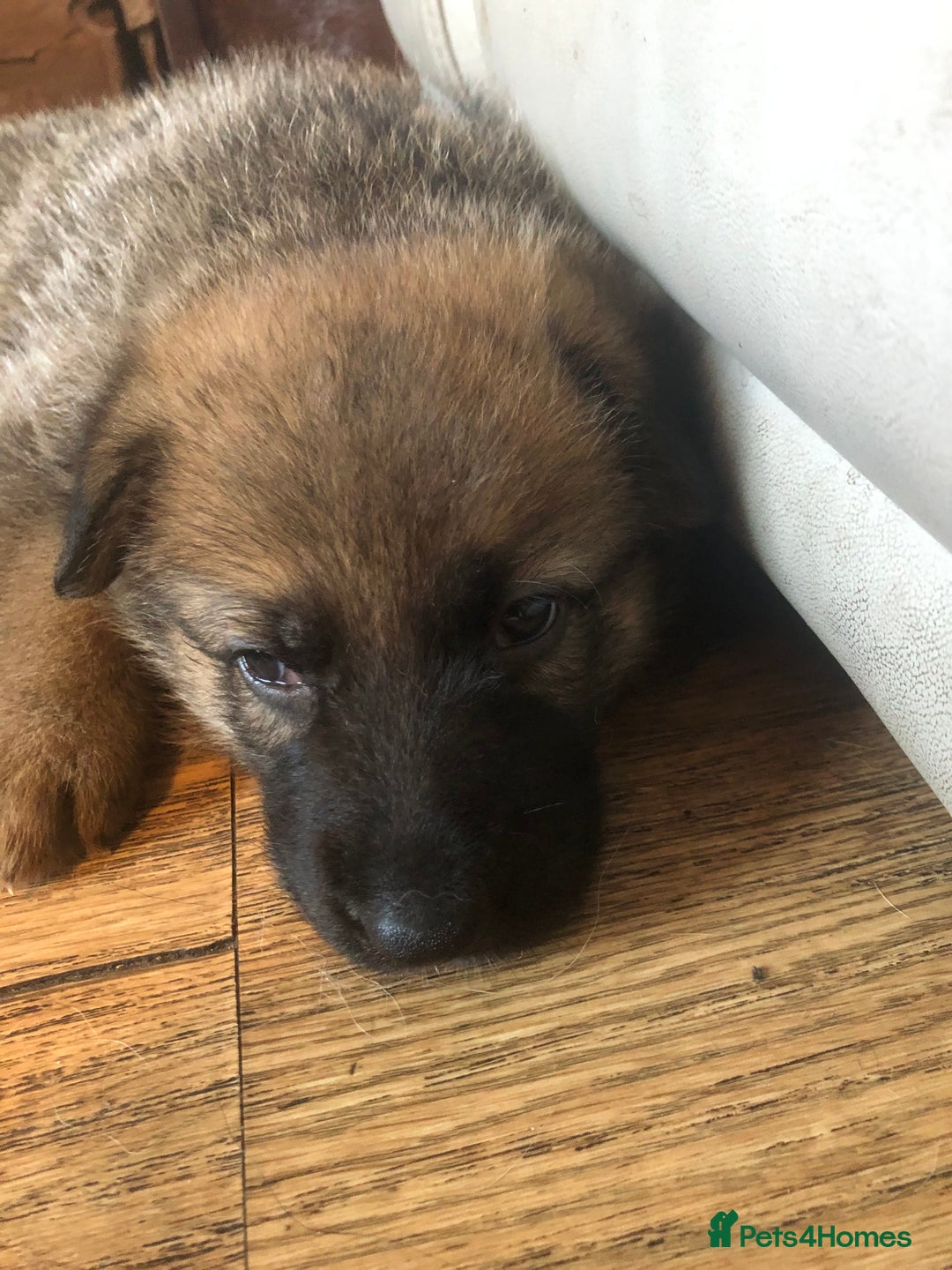 German Shepherd dogs for sale: German sheperd litter of 9 puppies  - Image 1