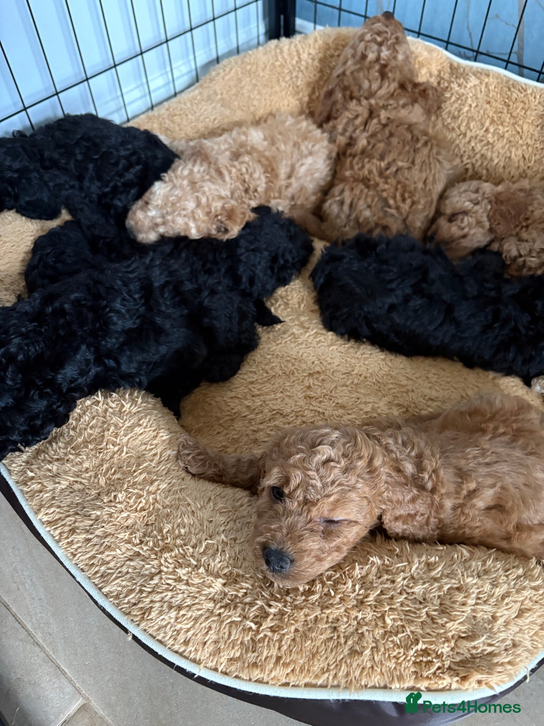 Cavapoo dogs for sale: Beautiful cavapoo puppies from a family home - Advert 5