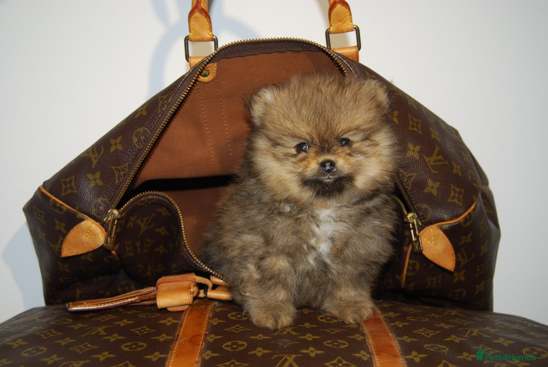 Pomeranian dogs for sale: UK's Best Toy Pomeranian Puppies  - Image 11