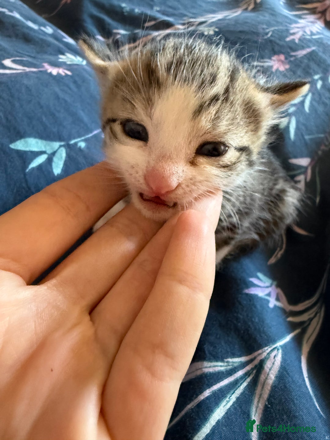 Mixed Breed cats for sale: Kittens  - Image 14