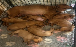 Labrador Retriever dogs for sale: KC registered red Labrador pups bitches only  - Image 7
