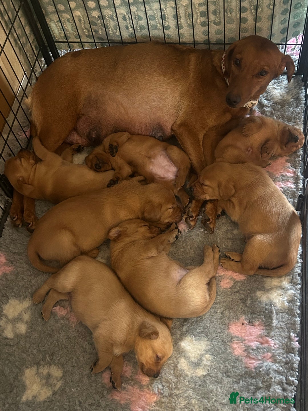 Labrador Retriever dogs for sale: KC registered red Labrador pups bitches only  - Image 7