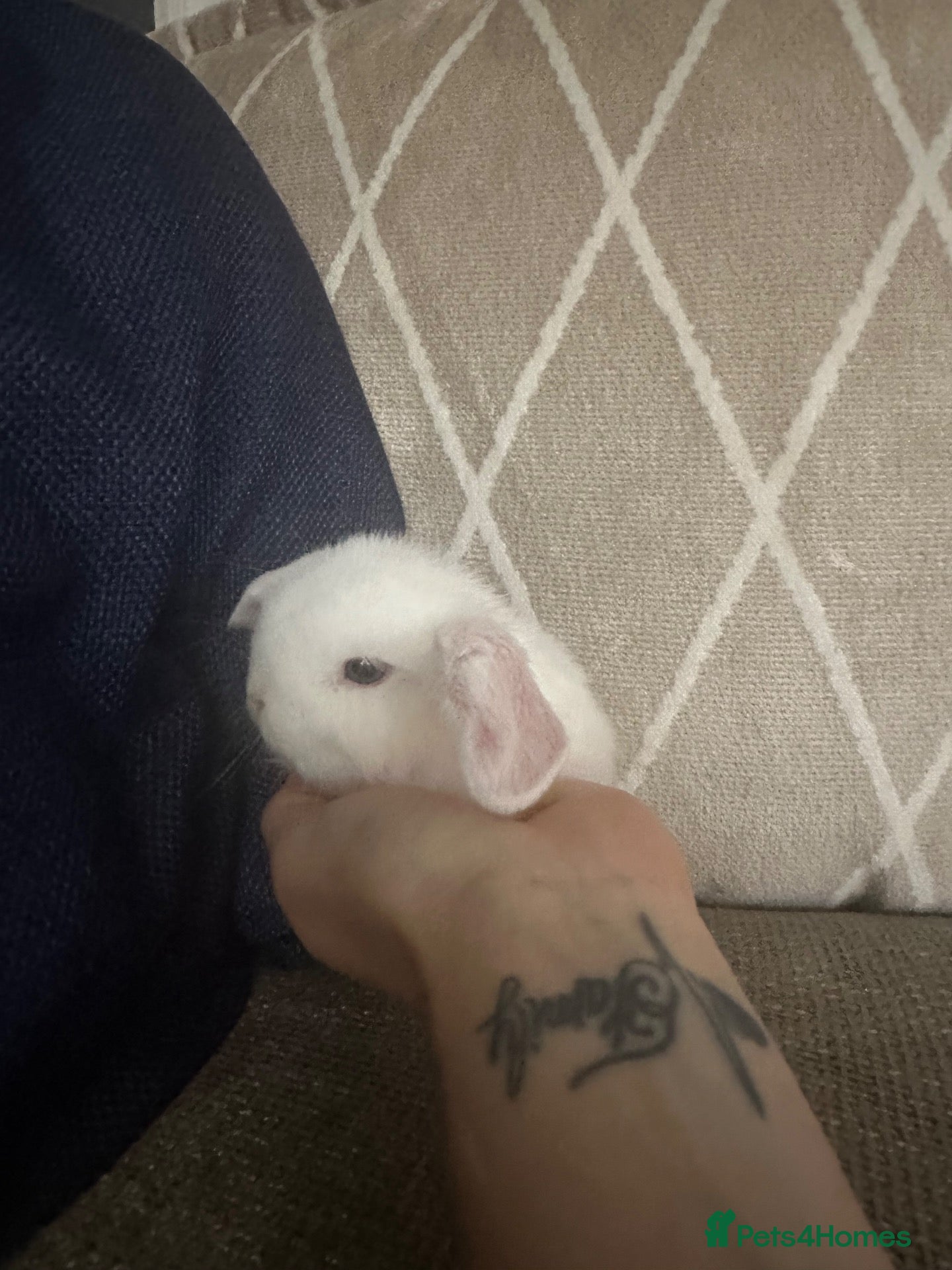 Mini Lop rabbits for sale: Mini lops babies  - Advert 18