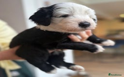 Sheepadoodle dogs for sale: Sheepadoodle Puppies -4 Female, 3 Male - Image 9