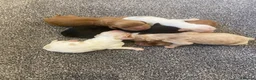 Cocker Spaniel dogs for sale: Show Type Cocker Spaniels HEALTH TESTED Parents - Advert 12
