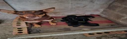 Mixed Breed dogs for sale: Working collie x kelpie puppies  - Advert 5