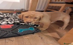 Labrador Retriever dogs for sale: Labrador puppies ready soon. North Yorkshire. - Advert 4