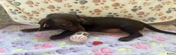 Dachshund dogs for sale: Dachshund puppies  - Advert 11