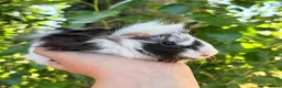 Guinea Pig rodents for sale: LOTS Of Gorgeous Gentle Baby Boy Guinea Pigs 🩵 - Advert 5