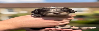 Sproodle 6