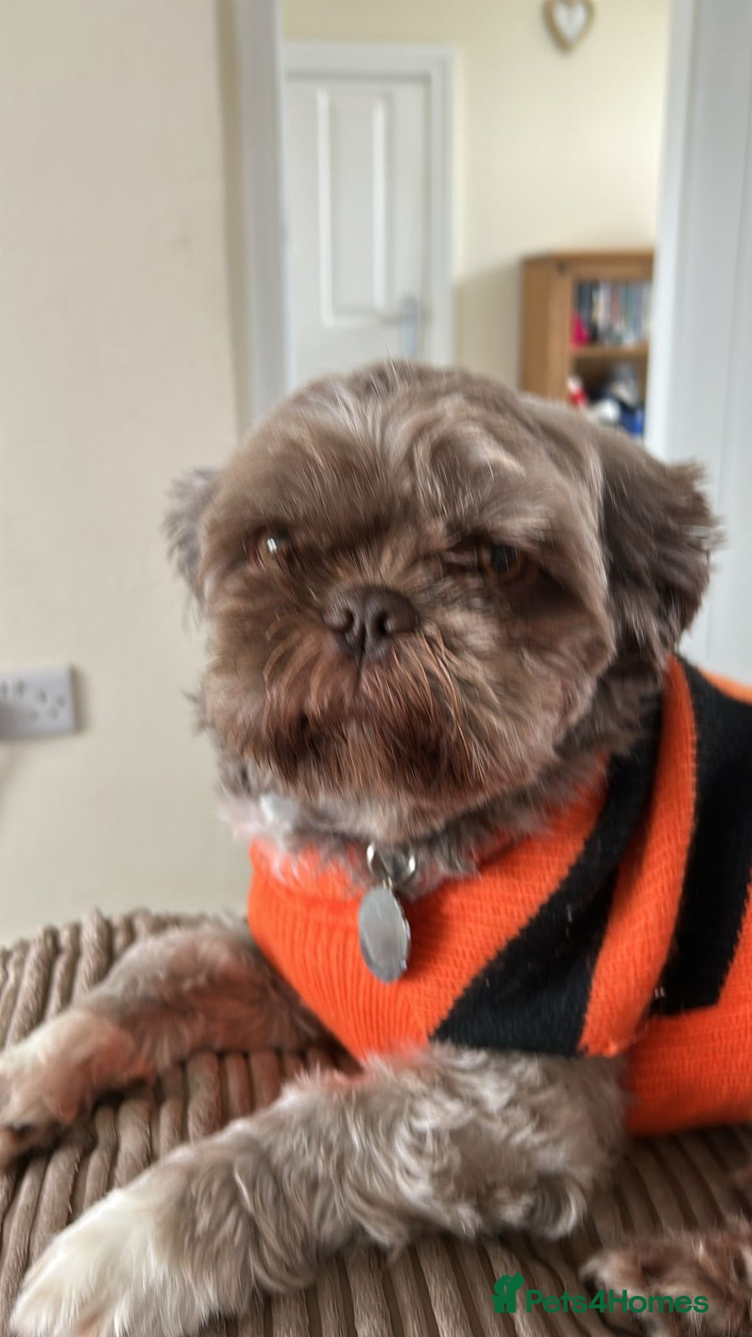 Shih Tzu dogs for sale: Bruno - Advert 4