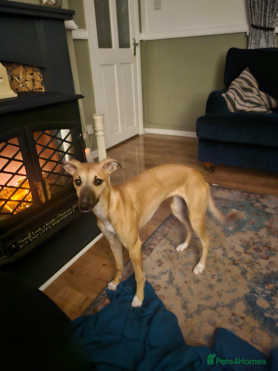 Whippet dogs for sale: Beautiful female whippet  - Advert 4