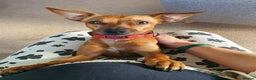 Mixed Breed dogs for adoption: Ringo – 6 years old, Male, Mixed Breed  - Advert 1