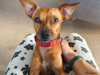 Mixed Breed dogs Ringo – 6 years old, Male, Mixed Breed - Advert 2